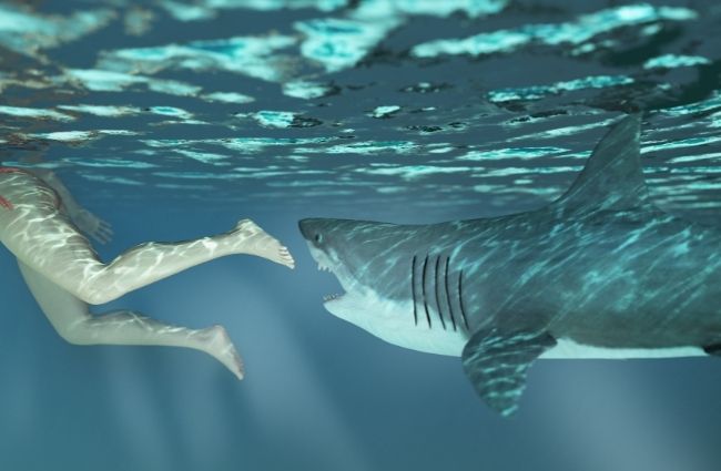 Tiburón ataca nadador